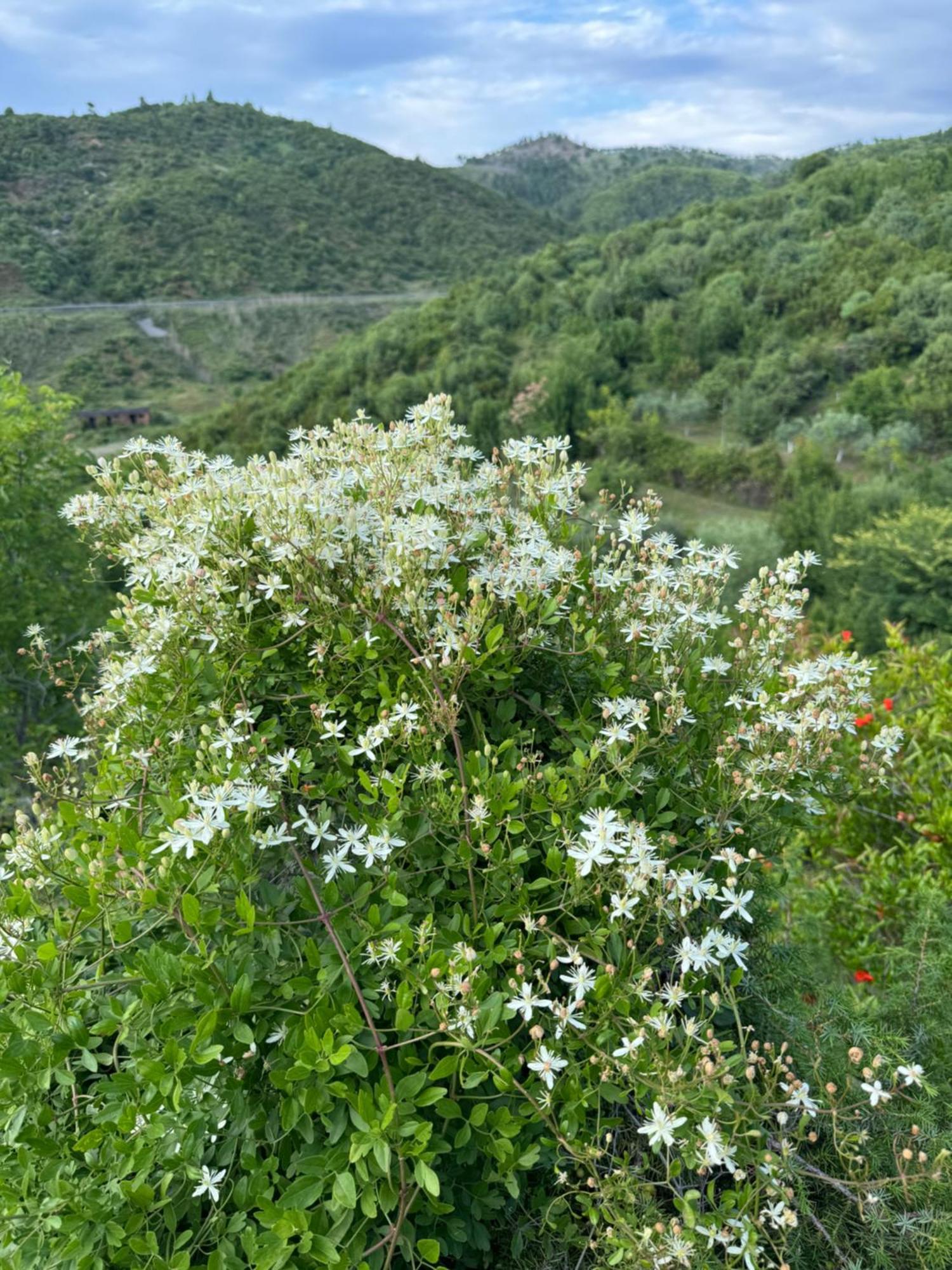 Qyteza Guest House & Camping Shkoder Exterior photo